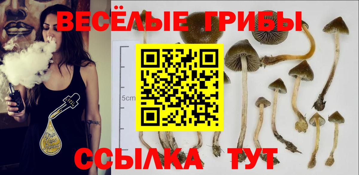 Псилоцибиновые грибы прущие грибы Балтийск